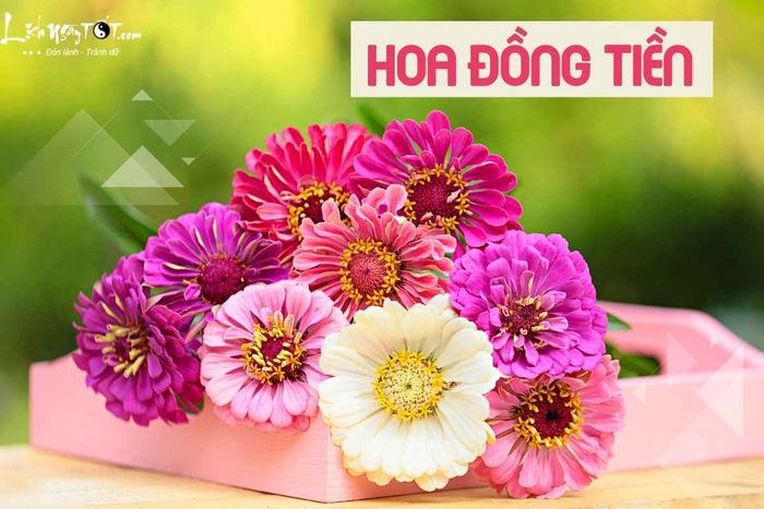 Hoa đồng tiền là biểu tượng của sự giàu sang và gia đình thịnh vượng vào ngày Rằm tháng 6