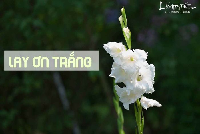 Hoa cúng Rằm tháng 6 - Hoa lay ơn trắng