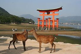 Cặp hươu sao trước cổng torii của đền Itsukushima khi thủy triều xuống, một trong ba cảnh đẹp của đảo Itsukushima, phường Miyajima, thành phố Hatsukaichi, tỉnh Hiroshima.