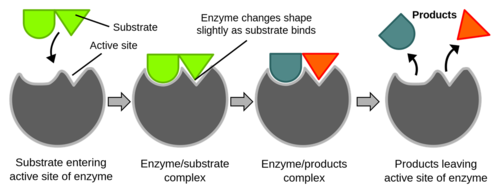 Tổng quan về cơ chế hoạt động của enzyme