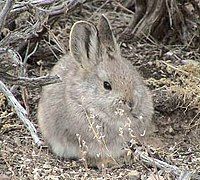 Brachylagus Idahoensis - Thỏ lùn