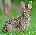 Sylvilagus palustris hefneri - Thỏ đồng lầy Lower Keys