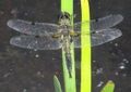 Libellula quadrimaculata