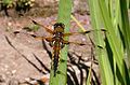 Libellula quadrimaculata