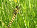 Con cái Orthetrum cancellatum