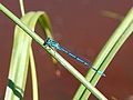 Coenagrion puella