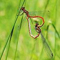 Pyrrhosoma nymphula đang giao phối