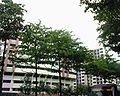 Cây ngôn ngữ bàng trồng dọc đường phố Singapore