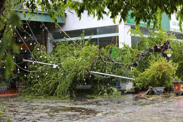 Cập nhật hình ảnh mới nhất tại Quảng Ninh: Bão số 2 gây ra mưa rất lớn, nhiều cây đổ xuống đường - Ảnh 8.