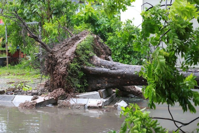 Cập nhật hình ảnh mới nhất tại Quảng Ninh: Bão số 2 gây ra mưa to, cây cối đổ như rơi xuống đường - Ảnh 1.