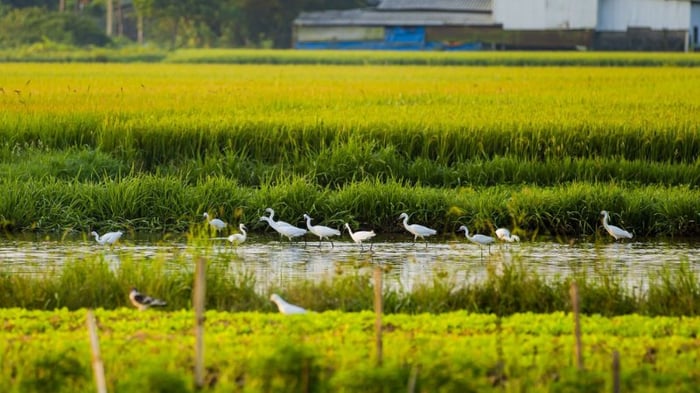 hinh-anh-lang-que-yen-binh-tinh-lang-25