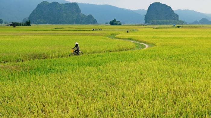 hinh-anh-lang-que-yen-binh-tinh-lang-18