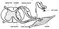 Các neurone trung gian xuất hiện trong chất xám của tủy sống.