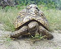 Con rùa báo (Stigmochelys pardalis) non, khoảng 20 tuổi, đang ăn cỏ tại Tanzania.