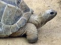 Con rùa khổng lồ Aldabra (Aldabrachelys gigantea).