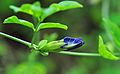Hoa đậu biếc đang khoe sắc