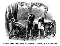 Bức chạm trổ hai chú chó Pug 'Punch và Tetty' trong sách năm 1895 'The Dog in Health and Disease'