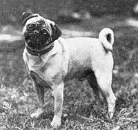 Chó Pug năm 1915