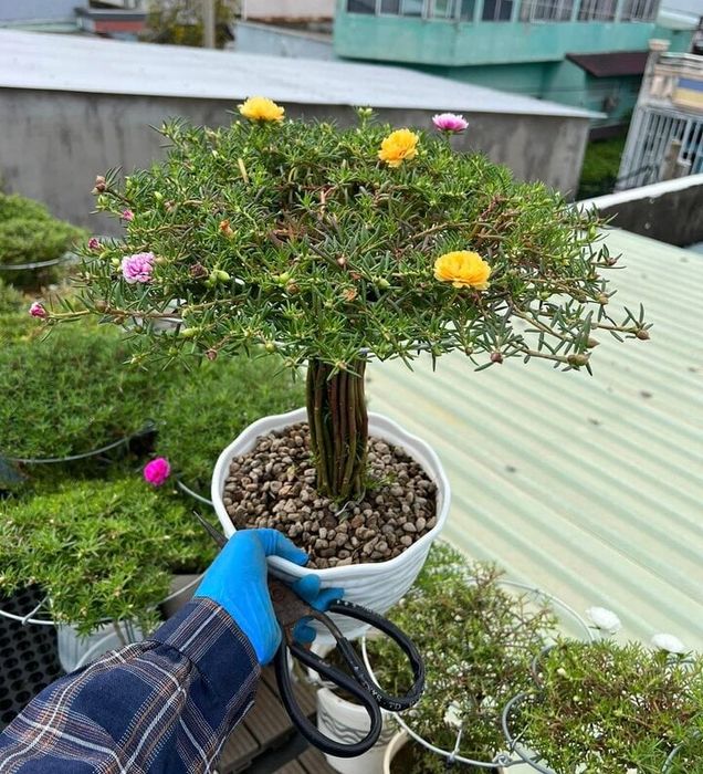 Bonsai hoa mười giờ độc đáo có giá lên tới hàng triệu đồng - 2