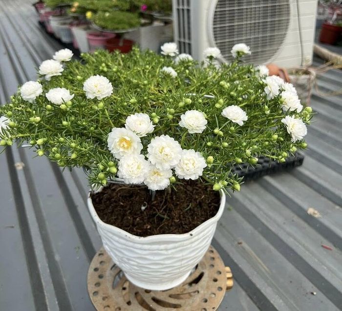 Nổi bật với hoa mười giờ được chăm chút tinh xảo, có giá trị lên đến hàng triệu đồng - 5