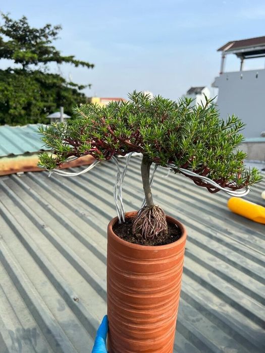 Bonsai hoa mười giờ độc đáo có giá lên tới hàng triệu đồng - 3