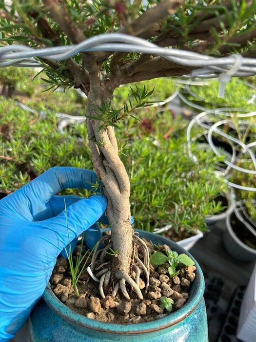 Bonsai hoa mười giờ độc đáo, có giá trị lên đến hàng triệu đồng - 7