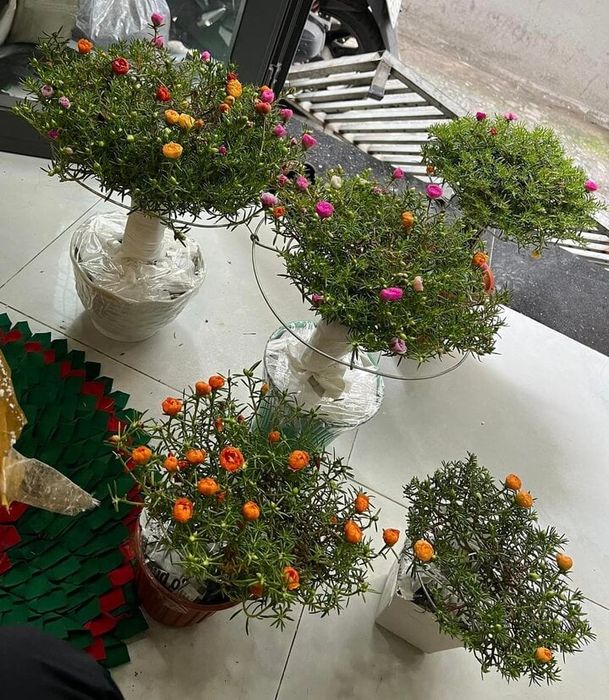 Bonsai hoa mười giờ độc đáo, có giá trị lên đến hàng triệu đồng - 4
