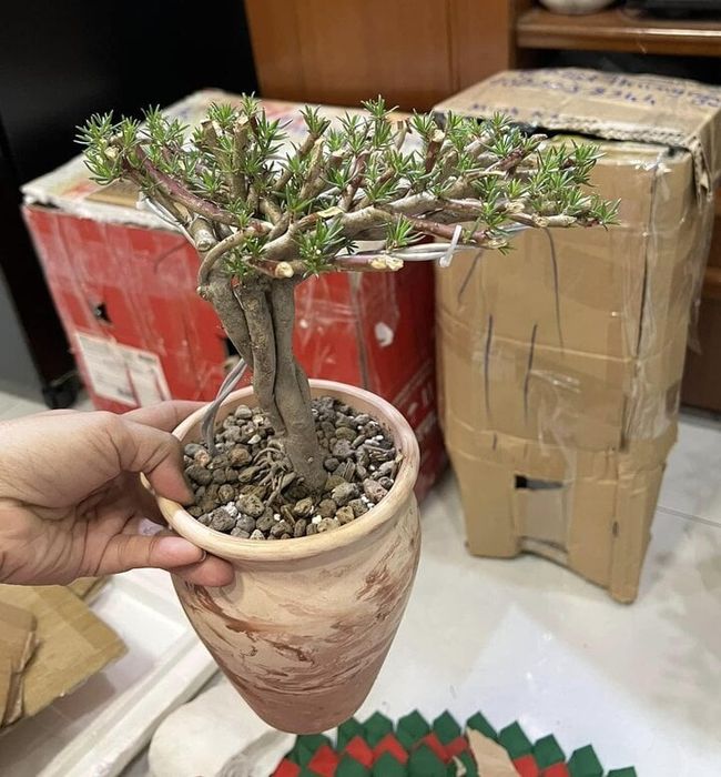 Bonsai hoa mười giờ độc đáo, có giá trị lên đến hàng triệu đồng - 6