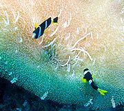 Cá hề Sebae (Amphiprion sebae) và hải quỳ ở Maldives.