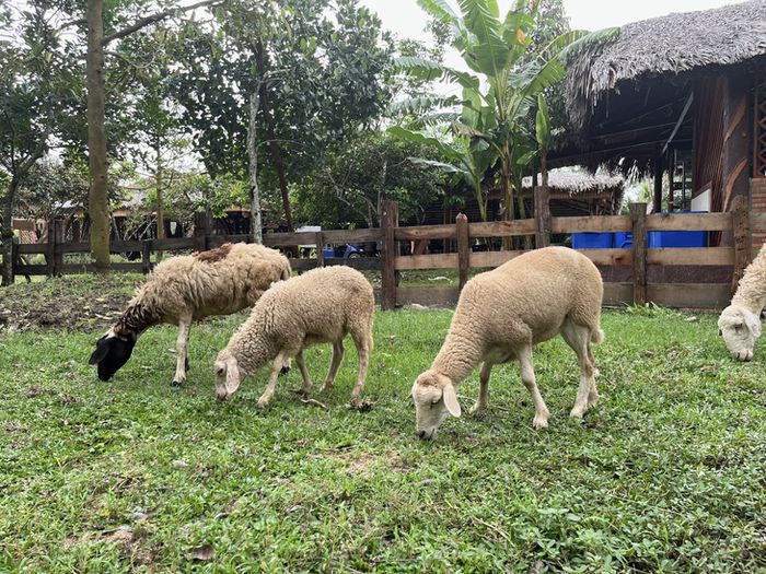 Đàn cừu thong thả ăn uống mặc cho du khách vây quanh