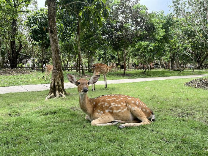 Thú ở vườn thú rất thân thiện với du khách - Ảnh: LAN NGỌC