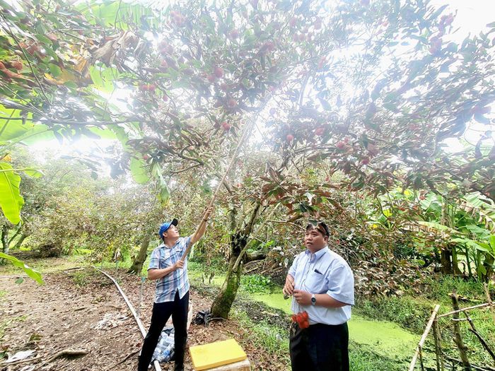 Khách tham quan vườn chôm chôm tại một điểm du lịch yên bình ở Bến Tre - Hình ảnh: MẬU TRƯỜNG