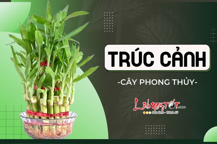 Cây trúc phong thủy