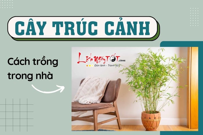 Cách trồng cây trúc phong thủy