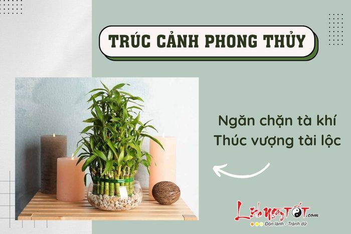 Cây trúc cảnh phong thủy thường mang đến may mắn.