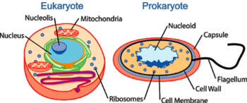 Tế bào của sinh vật nhân chuẩn (Eukaryote) và sinh vật nhân sơ (Prokaryote). - Hình trên minh họa một tế bào người điển hình (sinh vật nhân chuẩn) và một tế bào vi khuẩn (sinh vật nhân sơ). Tế bào sinh vật nhân chuẩn (bên trái) có cấu trúc nội bào phức tạp như nhân (xanh nhạt), hạch nhân (xanh lơ), ty thể (da cam), và ribosome (xanh đậm). Ngược lại, tế bào vi khuẩn (bên phải) đơn giản hơn, với DNA được lưu trữ trong vùng nhân (xanh nhạt), cùng với các cấu trúc cơ bản như màng tế bào (đen), thành tế bào (xanh da trời), vỏ ngoài (da cam), ribosome (xanh đậm), và một tiên mao (đen).