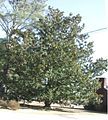 Magnolia grandiflora Hemingway, ở Nam Carolina