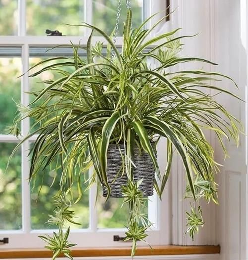 Cách trồng lan chi để cây phát triển tốt nhất