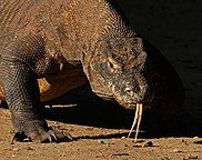 Một con rồng Komodo
