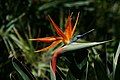 Hoa của loài Strelitzia reginae