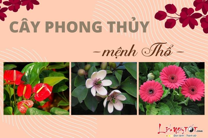 Cây phong thủy cho người mệnh Thổ