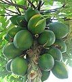 Thân cây với chùm quả xanh