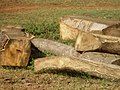 Thân cây được cắt thành từng đoạn.