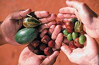 Bush Tucker (thực phẩm cây bụi) được thu hoạch tại Công viên sa mạc Alice Springs ở Úc