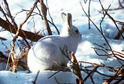 Thỏ rừng vùng Alaska