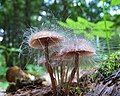 Nấm Spinellus fusiger phát triển trên nấm