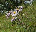 Aster amellus tại Đức - Vùng Tauberland