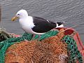 Mòng biển lớn lưng đen tại Stornoway, Hebrides