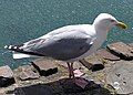 Mòng biển cá trích châu Âu ngoài bờ biển North Devon, Anh