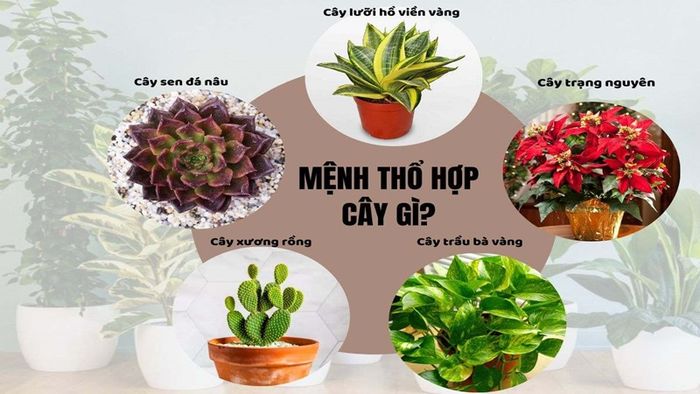 menh-tho-hop-cay-gi